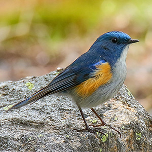 Himalayan Bluetail